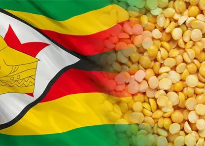 Более 350 тонн алтайского гороха отправят в Зимбабве по гуманитарной программе ООН