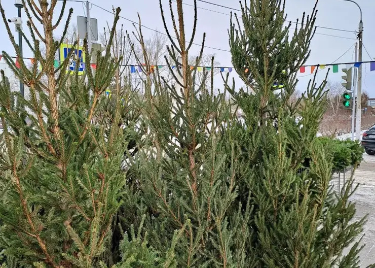Красноярцам рассказали, когда лучше покупать живую ель и как её правильно выбрать