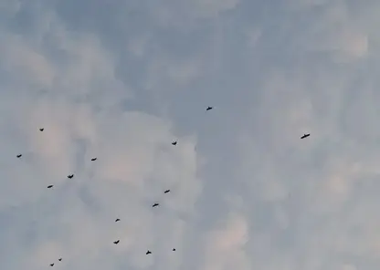 Охотиться на бакланов разрешили в Красноярском крае