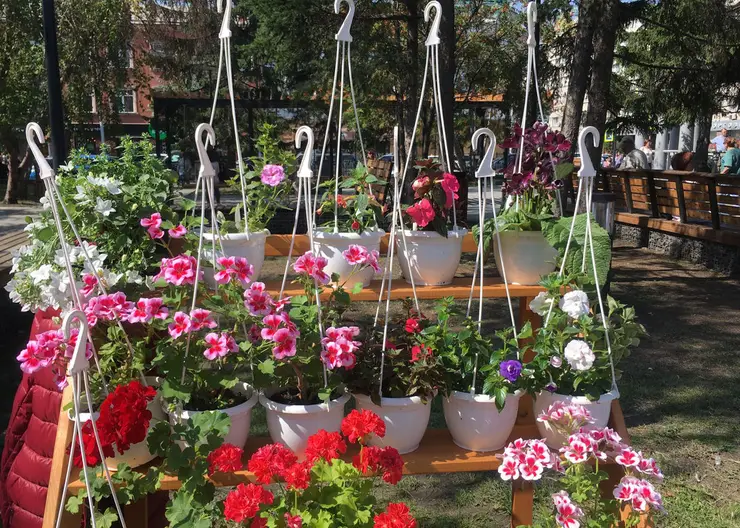 В Центральном районе Красноярска с 6 мая откроют сезон уличной продажи цветов