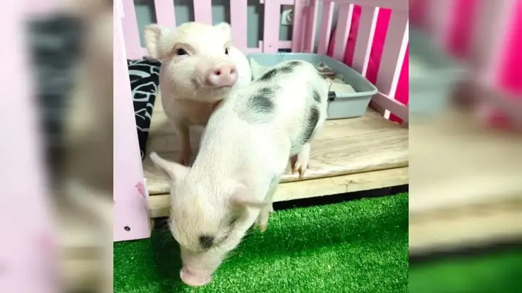 В Красноярске маленьким поросятам в кафе возле набережной ищут няню