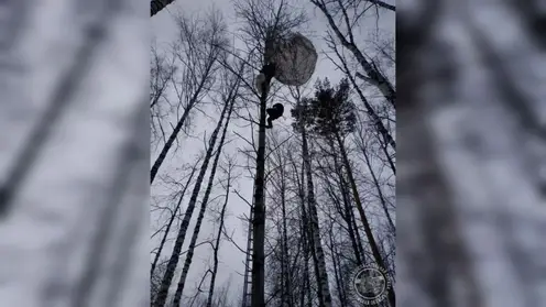 Парашютист застрял на дереве в Томской области