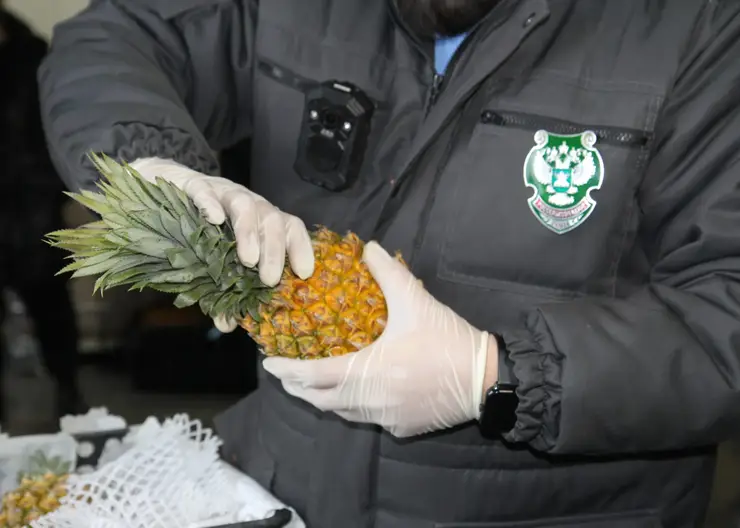 Заражённые ананасы и капуста из Китая остановлены на въезде в Красноярск