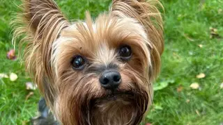 В Хакасии будут строже наказывать за подделку справок на бешенство у животных В Хакасии будут строже наказывать за подделку справок на бешенство у животных