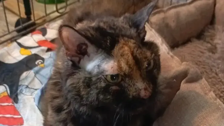 Кошку выбросили из окна многоэтажки в Норильске. Окровавленное животное забилось под машину и ждало помощи