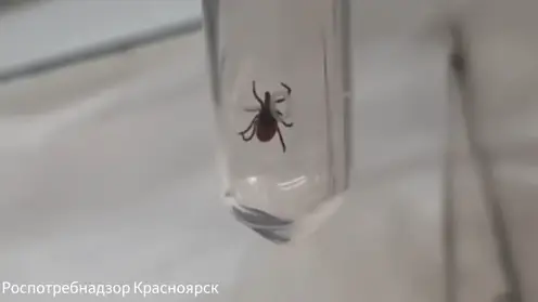 Активность клещей усиливается в Красноярском крае