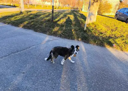 Бездомная собака напала на пенсионерку в Томской области: женщина требует компенсацию 200 тысяч рублей
