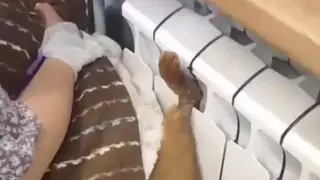 Новосибирские спасатели вызволили кота, застрявшего в батарее