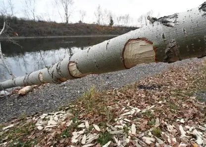 Лоси и бобры угрожают лесам Новосибирской области: как защищают молодые посадки