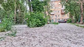 Тополя не враги: учёные объяснили, почему в Красноярске нельзя просто вырубать деревья
