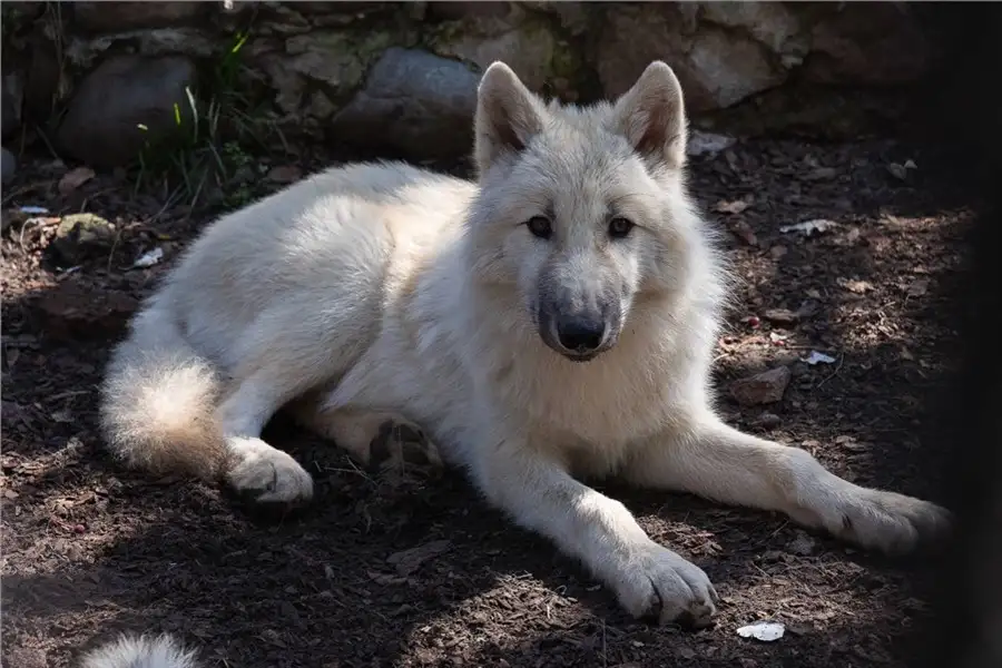 Фото: «Роев ручей»