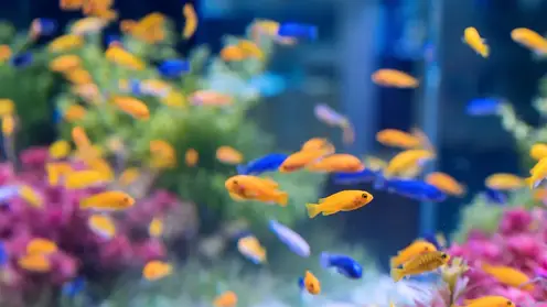 В Новосибирске 18 тысяч аквариумных рыбок прошли таможенный контроль