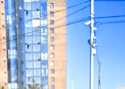 На месте ремонта труб в Красноярске выросло растение, похожее на коноплю