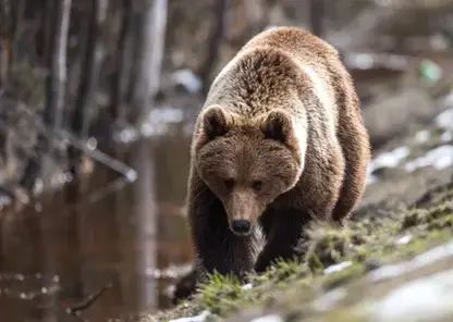 Медведей заметили в красноярской «Гремячей гриве» и «Бобровом логу»