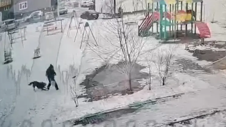 В Красноярске бездомная собака напугала ребенка во дворе на Свердловской