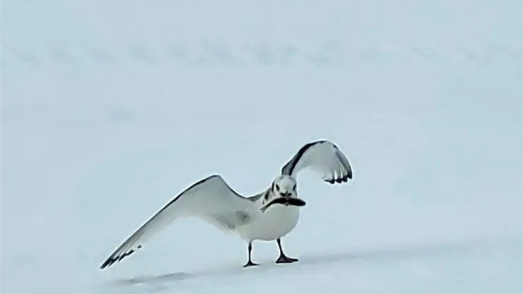 На севере Красноярского края спасли чайку
