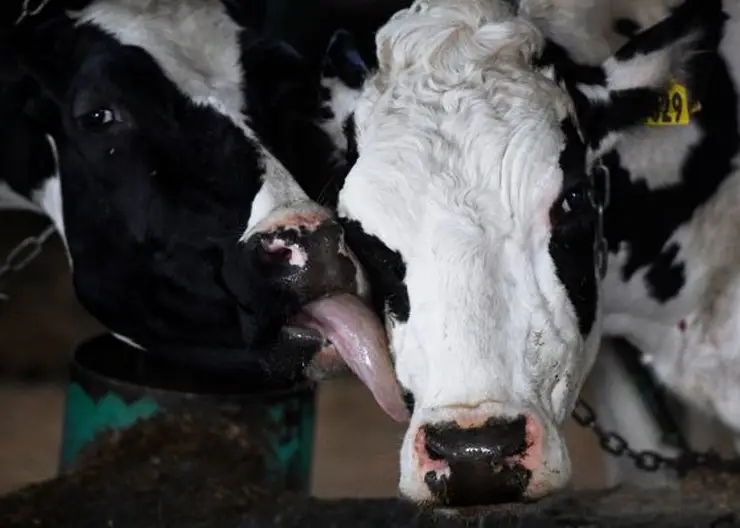 В Красноярском крае хозяйства получат 35 млн рублей на строительство коровников