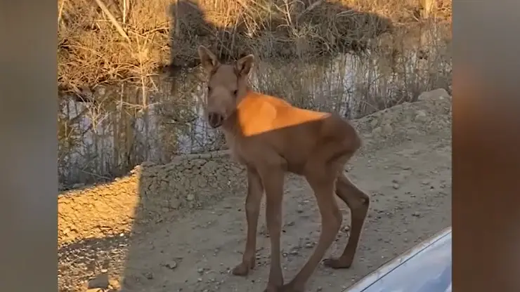 Полицейский из Якутии спас новорожденного лосенка