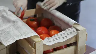 В Красноярске в томатах из Китая найден опасный южноамериканский вредитель