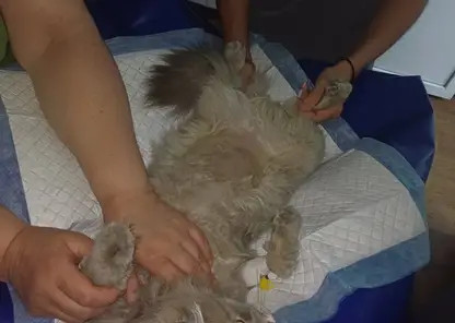 Талисман футбольного клуба «Енисей» бездомный кот Лёва попал в больницу. Ему не спешат помогать