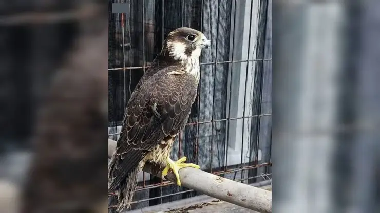 Полиция пресекла незаконную продажу краснокнижного сокола-сапсана в Канске