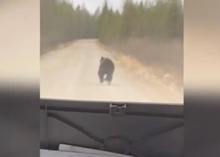 В Бурятии медвежонок выбежал на дорогу