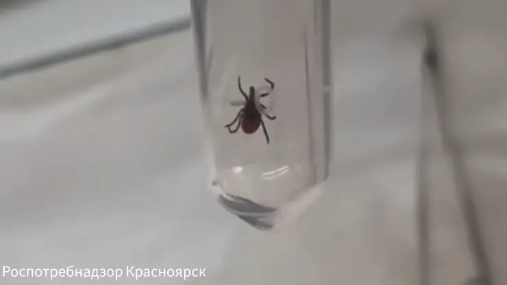 Активность клещей усиливается в Красноярском крае