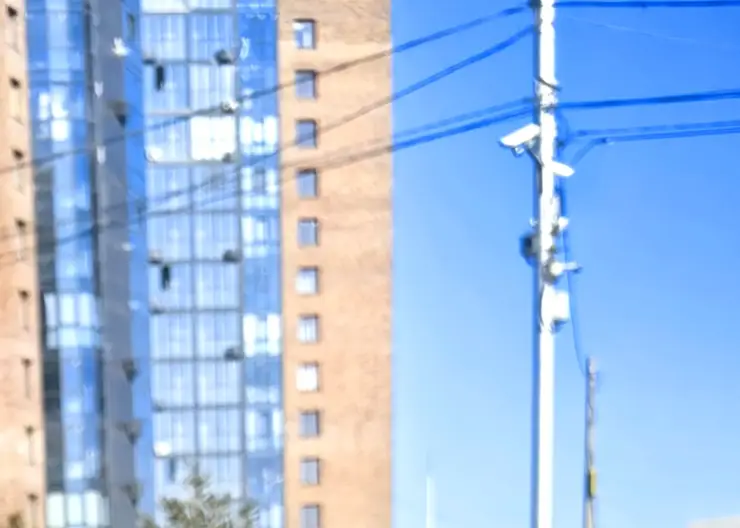 На месте ремонта труб в Красноярске выросло растение, похожее на коноплю