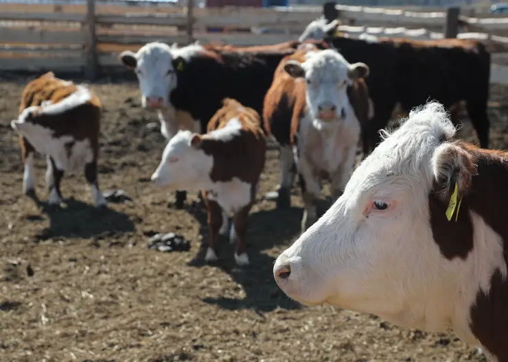 Фермеры Красноярского края получат более 88 млн рублей на развитие семейного дела