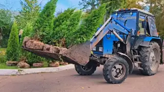 Пальмы и туи привезли в Красноярск. Высаживать их будут уже весной