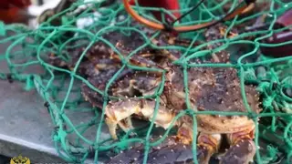 На Дальнем Востоке браконьеры предстанут перед судом за незаконную добычу краба на 11 млн рублей