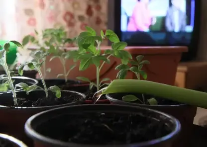 Учёные назвали топ-5 растений для зимнего огорода в квартире — от огурцов до ананаса