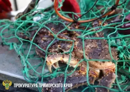 На Дальнем Востоке браконьеры предстанут перед судом за незаконную добычу краба на 11 млн рублей