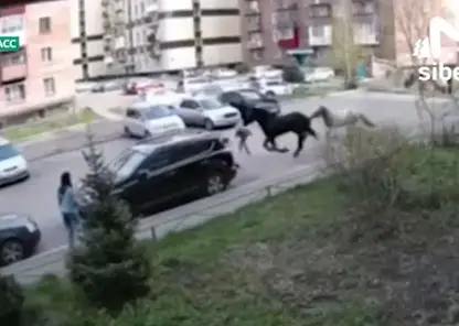 В Новокузнецке сбежавшие кони сбили 7-летнюю девочку, она в больнице (видео)