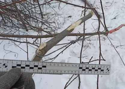 В Ачинске браконьер поймал краснокнижную косулю в капкан