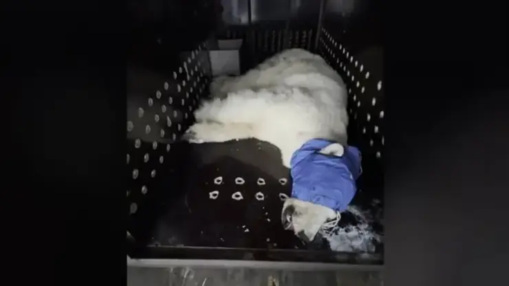 Белая медведица из Красноярского края доставлена в Московский зоопарк