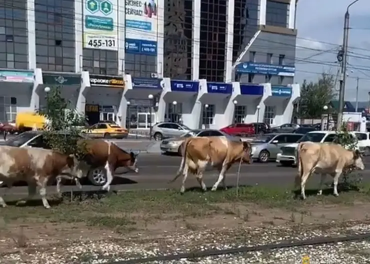 В столице Бурятии создадут «штрафстоянку» для скота