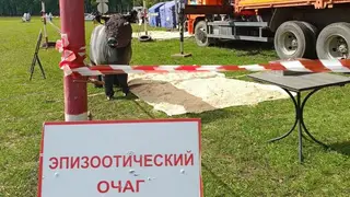 В Красноярском крае отработан сценарий ликвидации очага ящура