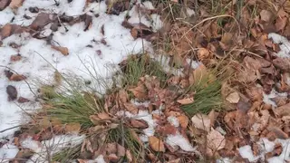 В нескольких регионах Сибири выпал первый снег В нескольких регионах Сибири выпал первый снег