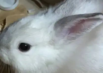 Житель Бурятии украл кролика из зоомагазина для новогоднего подарка жене и попал под уголовное дело