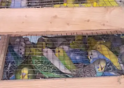 В Красноярск из Кыргызстана привезли почти тысячу попугаев