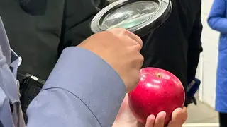 В красноярских яблоках и хурме из Китая обнаружен карантинный вредитель