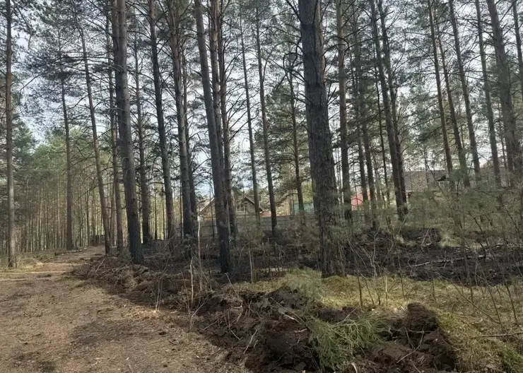 Поджигателя травы задержали возле базы отдыха в Красноярском крае