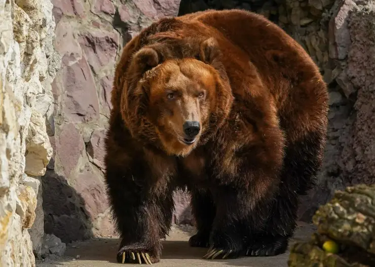 Рядом с Лесосибирском гуляет медведь