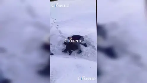 Жестокая драка произошла в Кемеровском ТРЦ