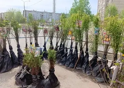 В Красноярском крае проверили продавцов саженцев и нашли грубые нарушения