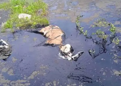 В Бурятии жители поселка жалуются на гудроновое озеро