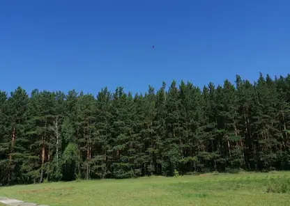 Пропавшего в Емельяновском районе лесника нашли живым