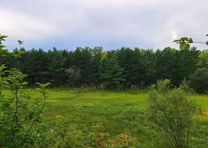 Китай стал меньше покупать лес Красноярского края в 2025 году