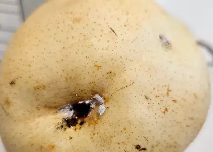 В Красноярске выявили 19 тонн зараженных груш